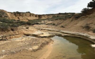 Gestión ambiental en Bardenas, caza, pesca y bosques