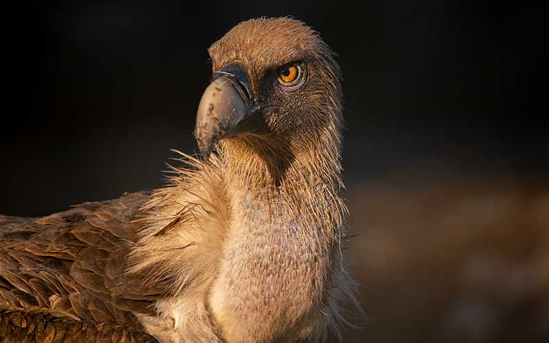 buitre-bardenas