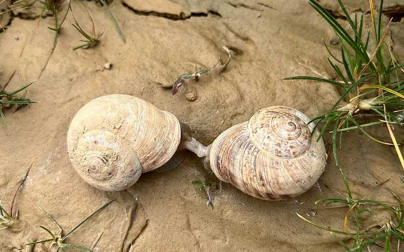 Caracoles en Bardenas Reales de Navarra