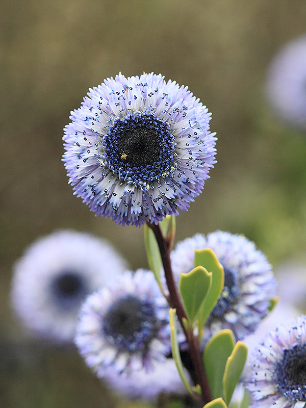 globularia-alypum-bardenas-navarra Vegetación Bardenas de Navarra