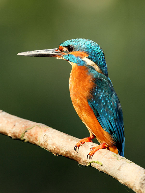 martin-pescador-moncayo-nataven Martín Pescador