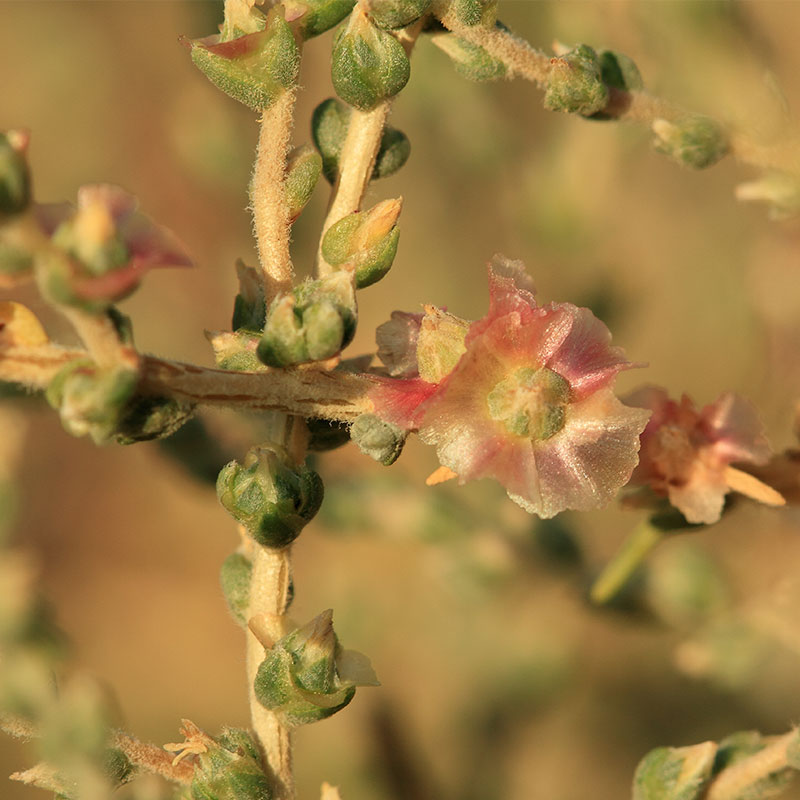 salsola-vermiculata-bardenas-avarra Atardecer en Bardenas de Navarra