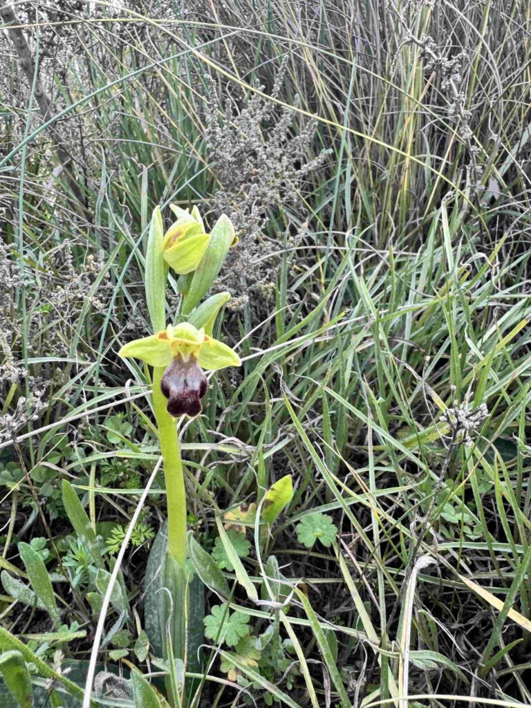 Orquideas en el Desierto de Bardenas Reales
abejera oscura