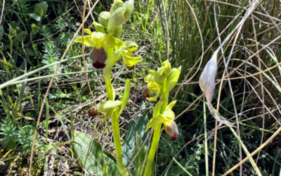 Orquídeas en el Desierto de Bardenas Reales