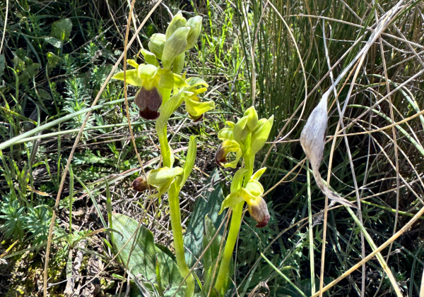 Orquídea Abejera Oscura