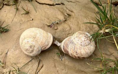 Las Bardenas Reales de Navarra: Un Desierto Vivo