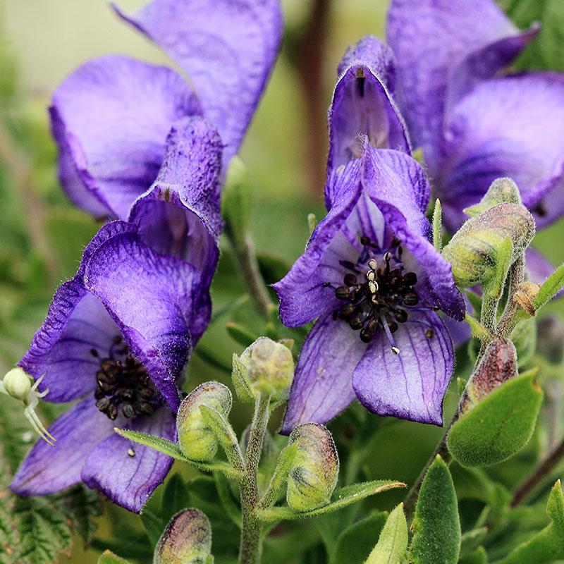 Aconitum napellus