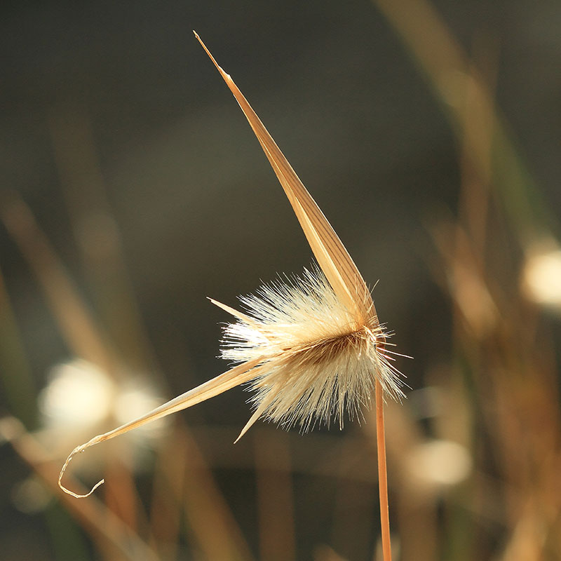 Vegetación Bardenas de Navarra