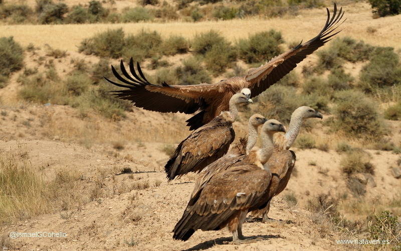 El secreto de la fauna de las bardenas reales con NATAVEN