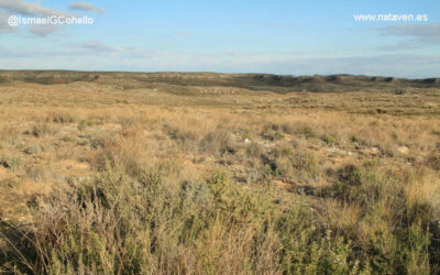 Flora de las bardenas reales aromas y resistencia en el desierto