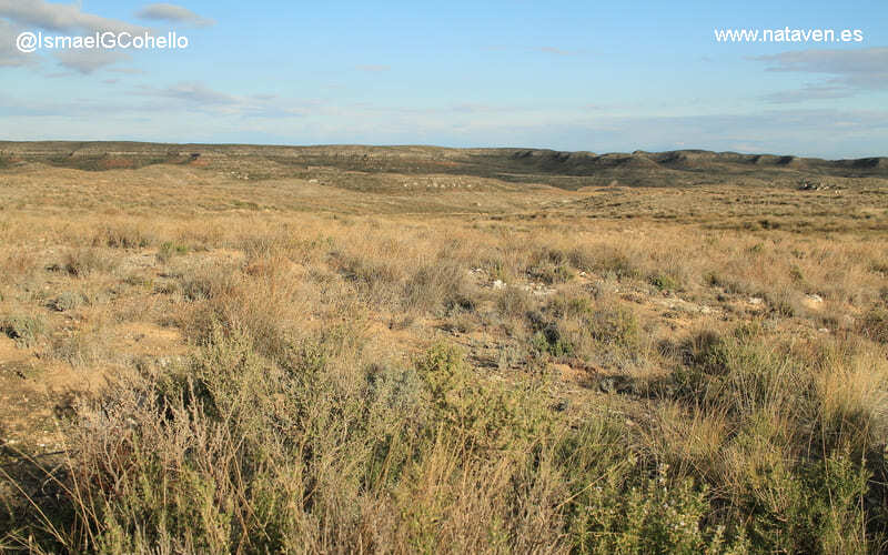 Flora de las bardenas reales aromas y resistencia en el desierto
