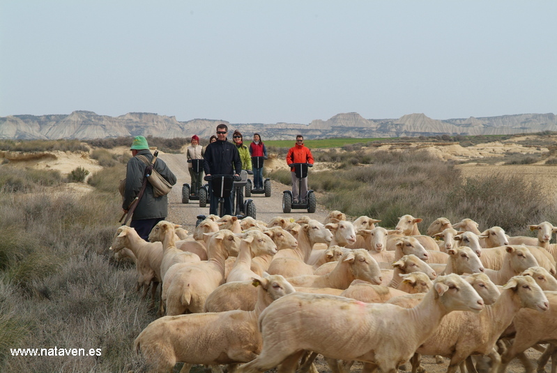 Rebaño de ovejas trashumantes pastando entre los cabezos de arcilla en las Bardenas Reales de Navarra